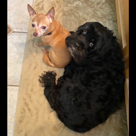 Meet your Posher, Connie - Picture 8 of 8